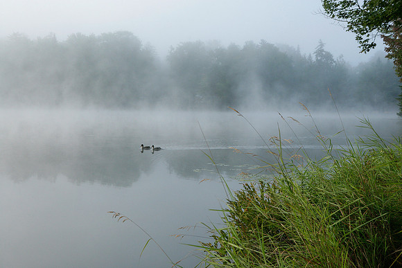 DucksBlueFog.jpg