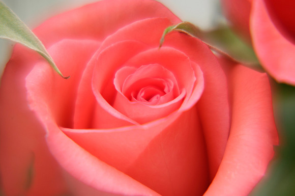 PinkRose.jpg