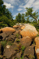 New York State Nature