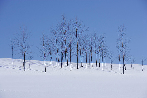 BareTrees.jpg